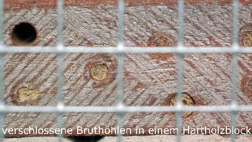 6 verschlossene Bruthhlen im Hartholzblock BkD