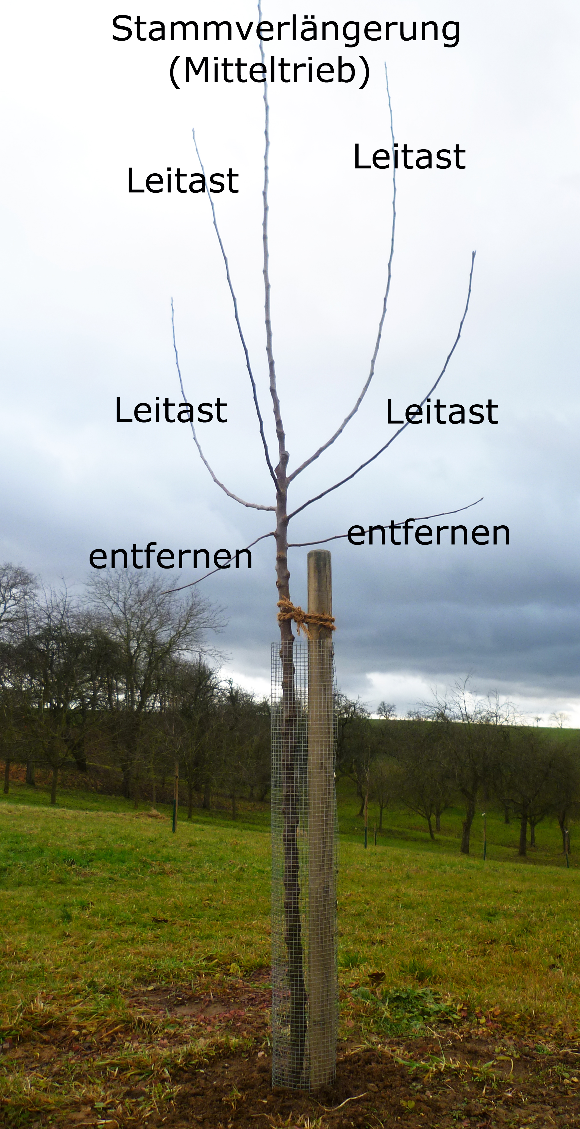 einen Obstbaum pflanzen
