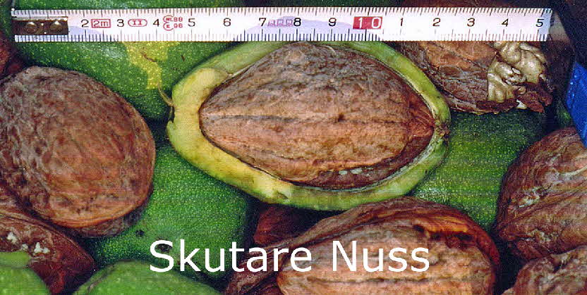 0 Skutare Nuss BkD