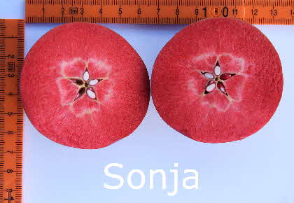 1 Sonja 19082015-15 BkD