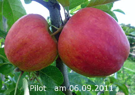 10 Pilot Spalier 06092011-1 BkD