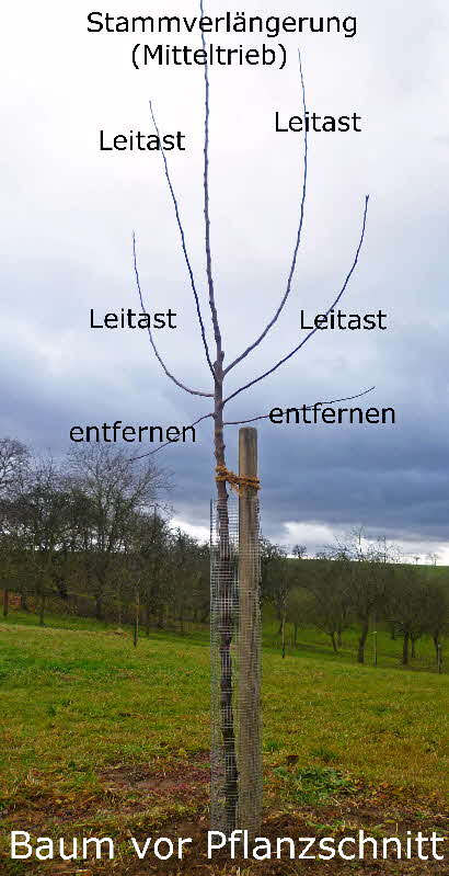 11 Baum vor Pflanzschnitt BkD