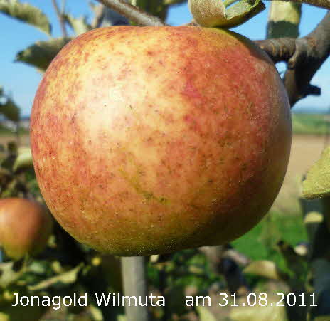 13 Jonagold Wilmuta  31082011-4 BkD