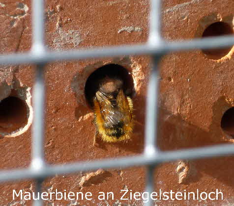 13 Mauerbiene an Ziegelsteinloch BkD