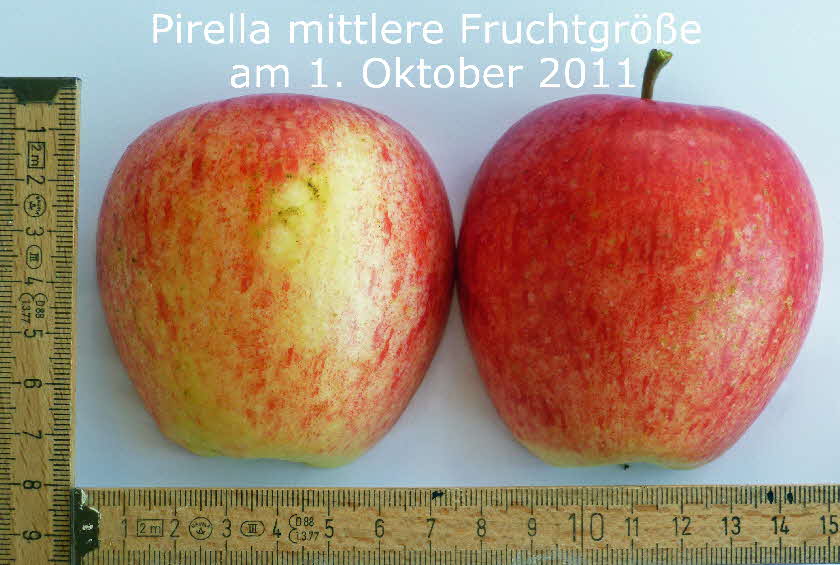 14 Pirella M9 Frucht