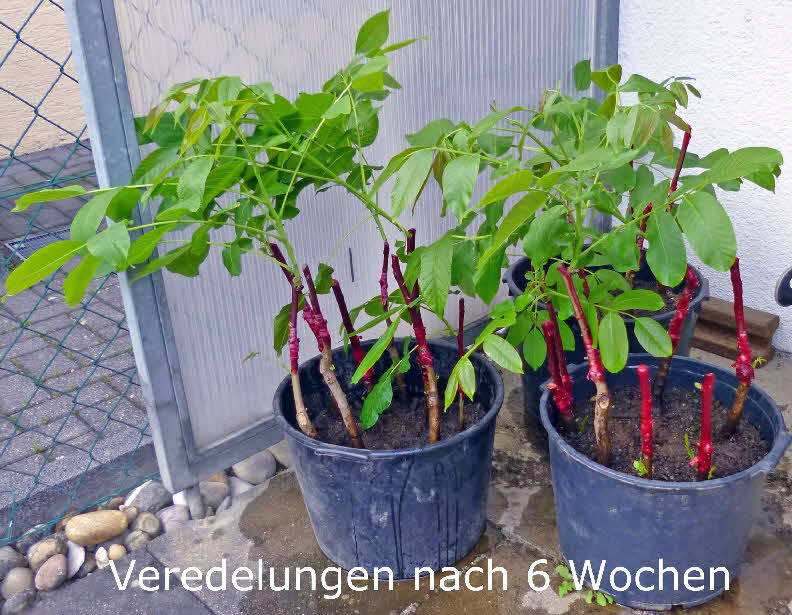 14 Veredlungen nach 6 Wochen 2