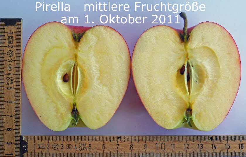 15 Pirella M9 Frucht im Schnitt