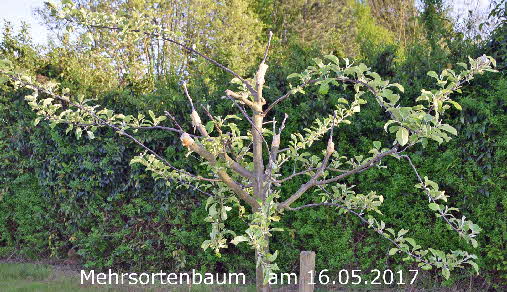 2 Mehrsortenbaum 16052017-1 BkD