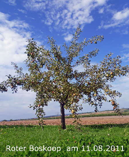 Roter Boskoop