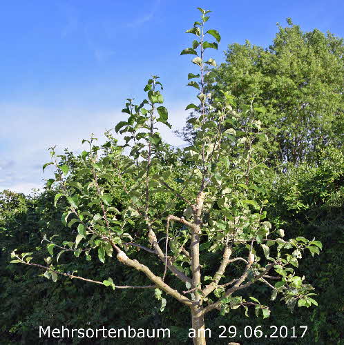 4 Mehrsortenbaum 29062017-6 BkD