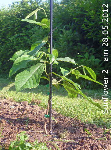 6 Sunflower 2  2012  28052012-7 BkD