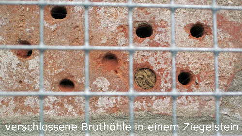 7 verschlossene Bruthöhle in Ziegelstein BkD