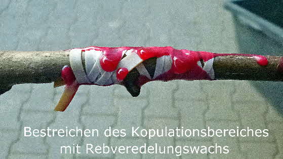 9 Bestreichen mit Rebveredlungswachs