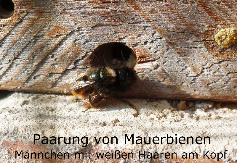 9 Paarung Mauerbienen BkD