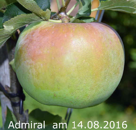 Admiral