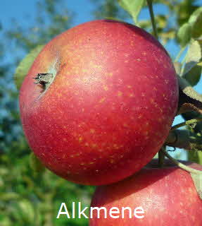 Alkmene BkD