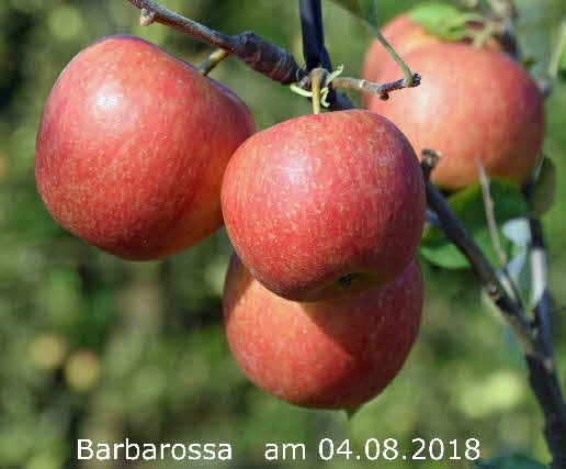 Barbarossa 04082018-12 BkD
