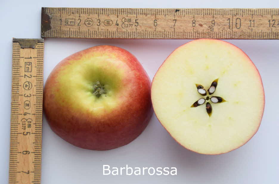 Barbarossa Frucht 04082018-13 BkD