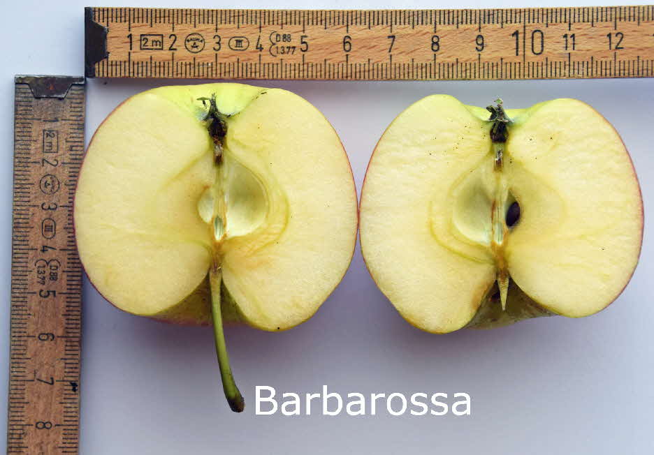 Barbarossa Frucht 04082018-26 BkD