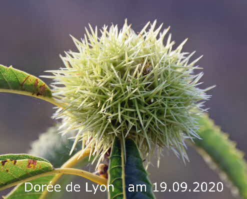 Dore de Lyon 19092020-3 BkD