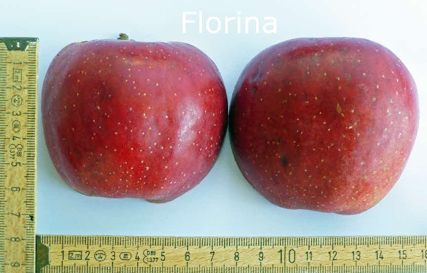 Florina 18 Frucht BkD