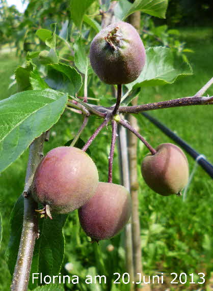 Florina 3