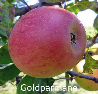 Goldparmne BkD