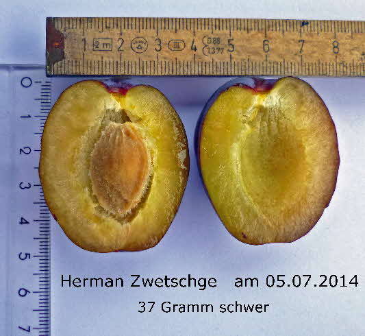 Herman Zwetschge 05072014-1 BkD