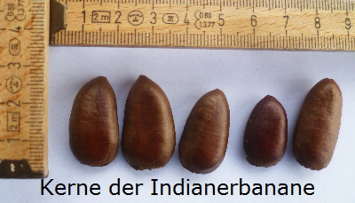 Indianerbanane Frucht Kerne-1