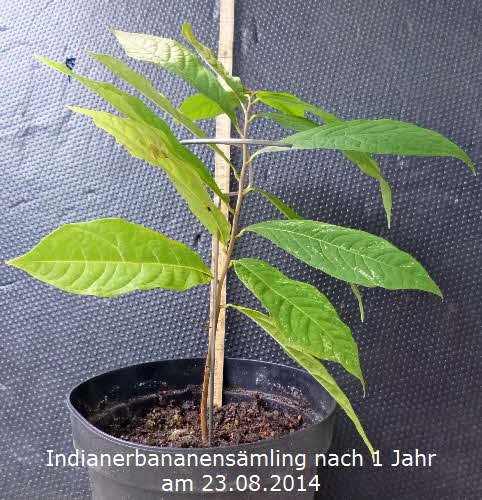 Indianerbananenpflanze 