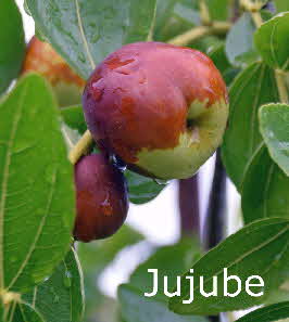 Jujube 03102020-2 BkD