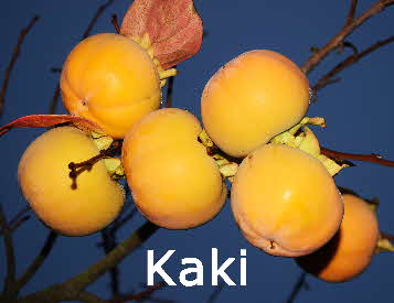 Kaki