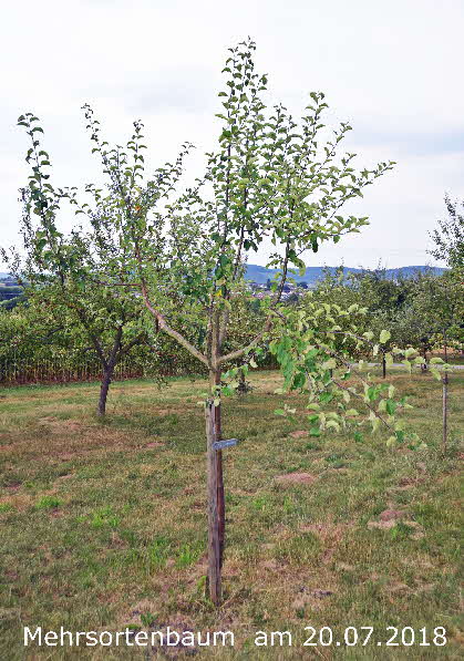 Mehrsortenbaum 20072018-3 BkD
