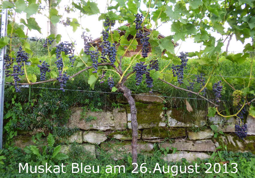 Muskat Bleu 11