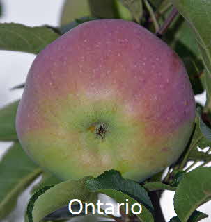 Ontario BkD