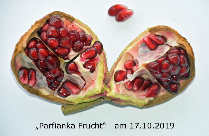 Parfianka 17102019-3 BkD