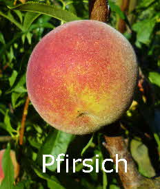 Pfirsich