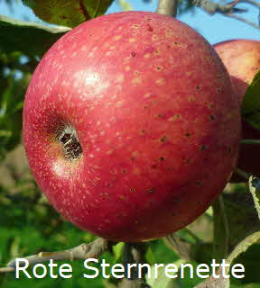 Rote Sternrenette BkD