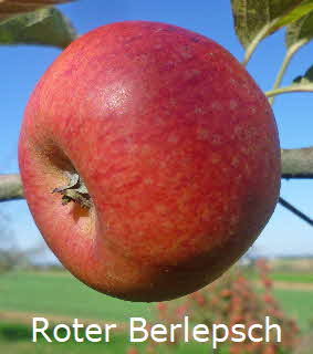 Roter Berlepsch BkD