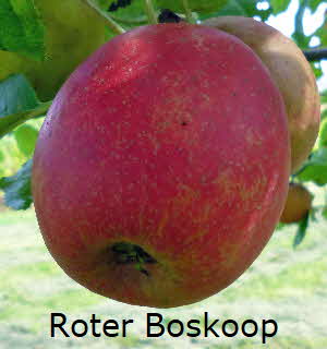 Roter Boskoop BkD