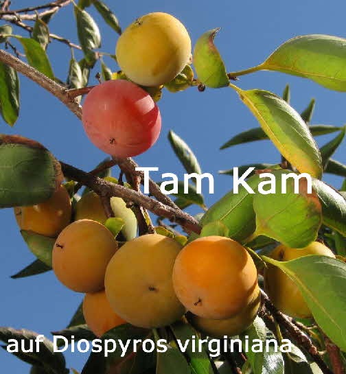 Tam Kam auf Diosyros virginiana BkD