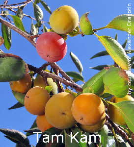 Tam Kam mit Text1