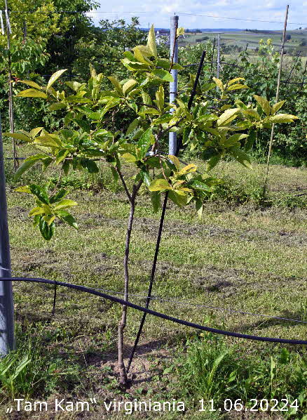 Tam Kam virginiana 11062024-1 BkD