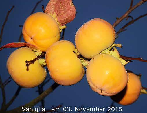 Vaniglia  03112015-7 BkD