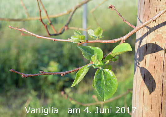 Vaniglia 04062017-1 BkD