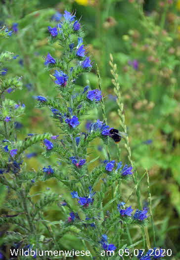 Wildblumenwiese 05072020-3 BkD