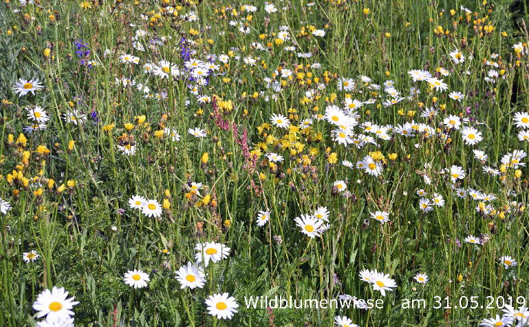 Wildblumenwiese 31052019-2 BkD mit Datum