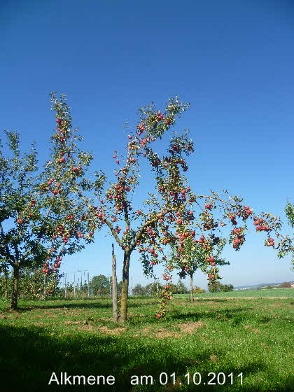 Alkmene