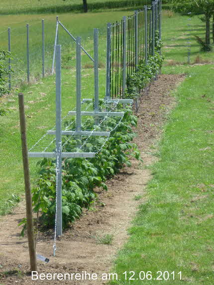 Beerenreihe 12062011-3