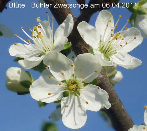 Bhler06042011